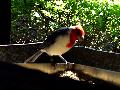 gal/holiday/Brazil 2005 - Foz do Iguacu Birds Sanctuary/_thb_Bird_Sanctuary_Iguacu_DSC07139.jpg